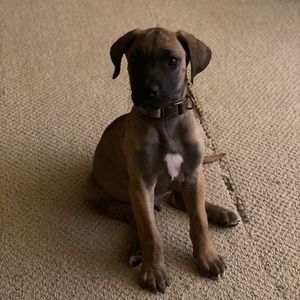 Meet your Posher, Sid